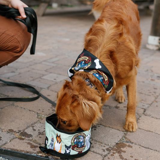 Travel Dog Bowl