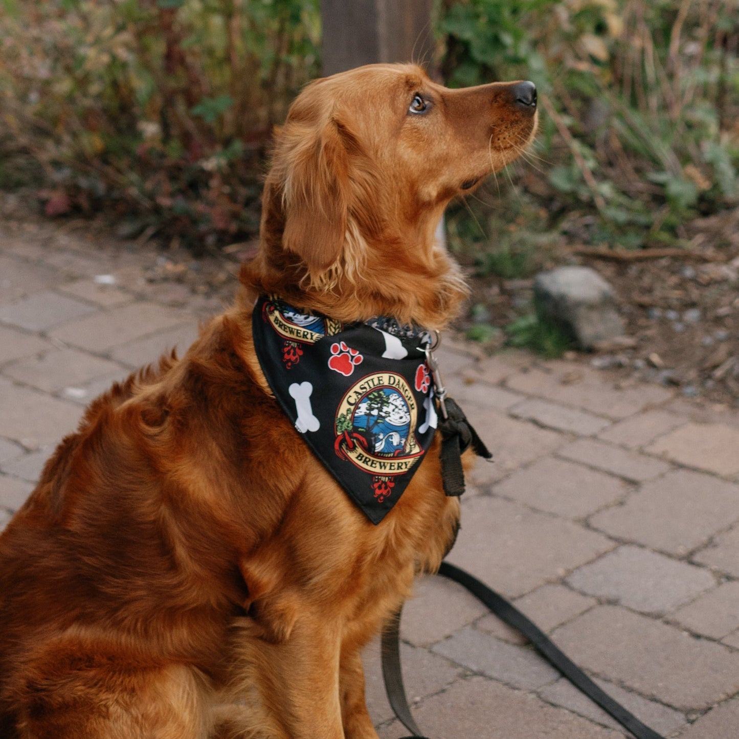 Dog Bandana